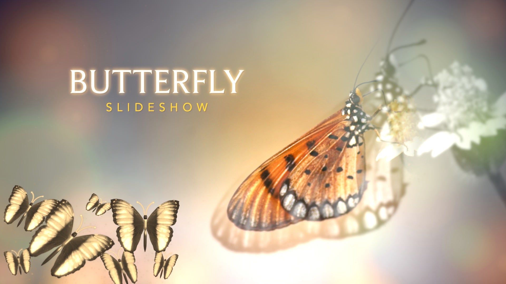 Better Flutter – CoreMelt - Creators of plugins for video editors and ...